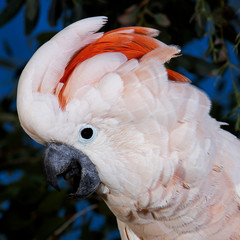 CACATOES A HUPPE ROUGE cacatua moluccensis