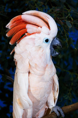 CACATOES A HUPPE ROUGE cacatua moluccensis