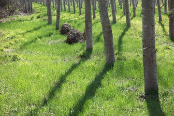 path in the forest