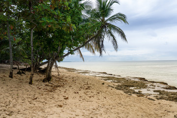 Fototapeta na wymiar Caribbean beach with palm trees blue sea coral sand and blue sky. Tropical vacations to the Caribbean