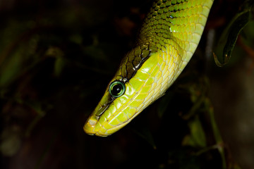 SERPENT RATIER A QUEUE ROUGE  gonyosoma oxycephala