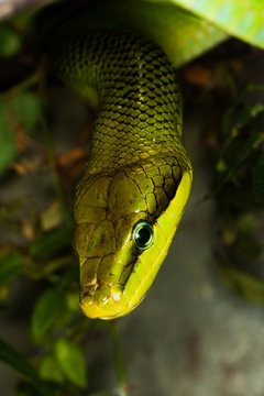 SERPENT RATIER A QUEUE ROUGE  gonyosoma oxycephala