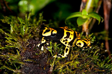 DENDROBATE JAUNE ET NOIR dendrobates leucomelas