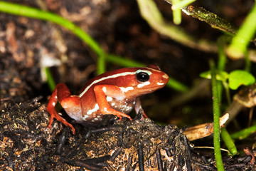 ABEILLE A MIEL apis mellifera