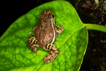 GRENOUILLE colostethus infraguttatus