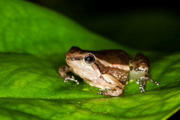 GRENOUILLE colostethus infraguttatus
