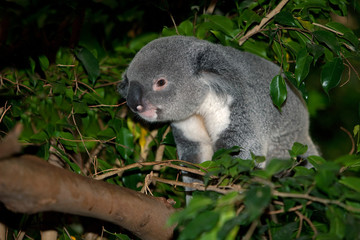 KOALA phascolarctos cinereus