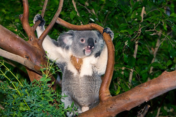 KOALA phascolarctos cinereus