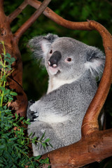 KOALA phascolarctos cinereus