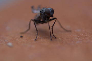 Fly