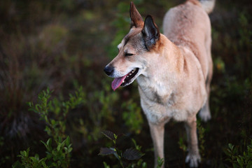 Cheerful brown dog resting on meadow in twilight