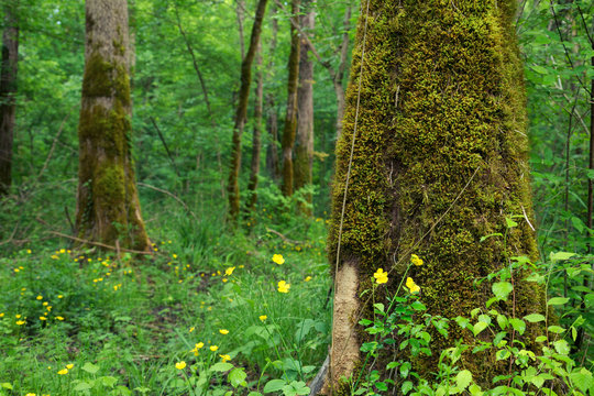 Motovun Oak Forest In Istra, Croatia