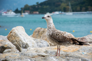 A seagull in portovenere