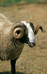 MOUTON BIZET