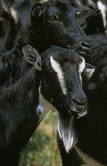 CAPRIN DE RACE POITEVINE