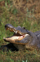 ALLIGATOR AMERICAIN alligator mississipiensis