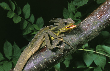BASILIC BRUN basiliscus vittatus