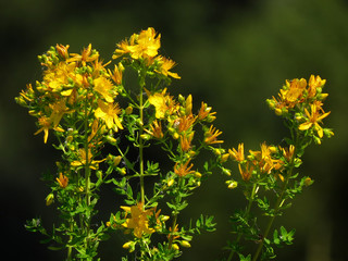 Hypericum perforatum or Perforate St John's-wort, common Saint John's wort and St John's...