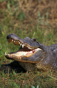 ALLIGATOR AMERICAIN alligator mississipiensis