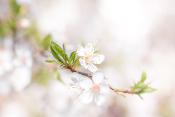 Obraz premium Cherry blossoms spring background. Branch of blooming tree with white flowers.