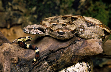 BOA CONSTRICTEUR boa constrictor