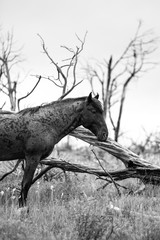 A wild horse near Mesa Verde, Colorado 