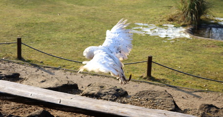 Schneeeule  fliegen 