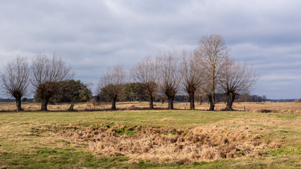  Ciepła zima 2020 na Podlasiu. Podlaskie wierzby. Ocieplenie klimatu