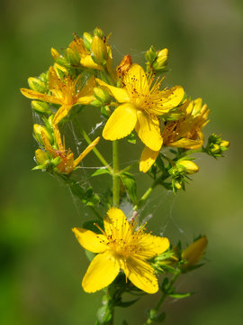 Hypericum perforatum or Perforate St John's-wort, common Saint John's wort and St John's wort,flowering plant in the family Hypericaceae, anti depressive medicinal plant