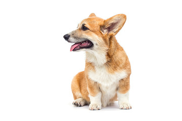 welsh corgi puppy looking sideways on a white background