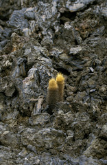CACTUS DES LAVES brachycereus nesioticus