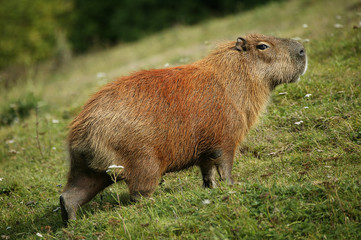 CABIAI hydrochoerus hydrochaeris