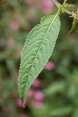 Impatiens glandulifera or Himalayas Policeman's Helmet, a large annual hollow stem plant, Himalayan...