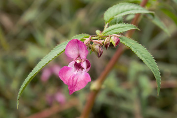 Impatiens glandulifera or Himalayas Policeman's Helmet, a large annual hollow stem plant, Himalayan Balsam, Balsaminaceae family