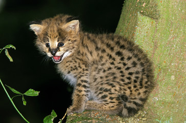 Naklejka premium SERVAL leptailurus serval
