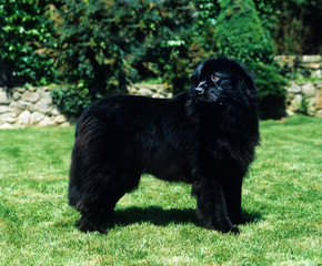 Fototapeta premium TERRE NEUVE