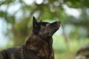 Naklejka premium 甲斐犬