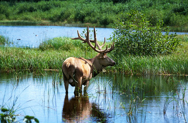 WAPITI ORIENTAL cervus canadensis