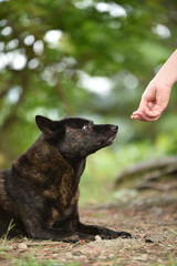 甲斐犬