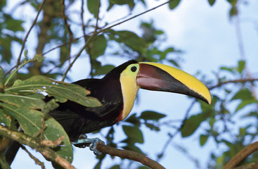 TOUCAN DE SWAINSON ramphastos swainsonii