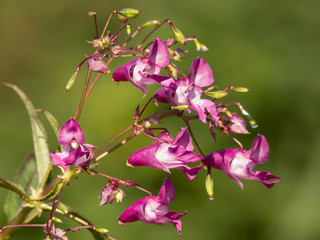 Impatiens glandulifera or Himalayas Policeman's Helmet, a large annual hollow stem plant, Himalayan Balsam, Balsaminaceae family