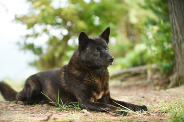 甲斐犬