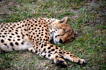 Gepard