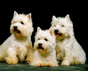 WEST HIGHLAND WHITE TERRIER