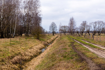  Ciepła zima 2020 na Podlasiu. Podlaskie wierzby. Ocieplenie klimatu