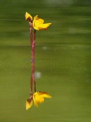  Southern bladderwort (Utricularia australis) carnivorous plant, insect eating plant aquatic...