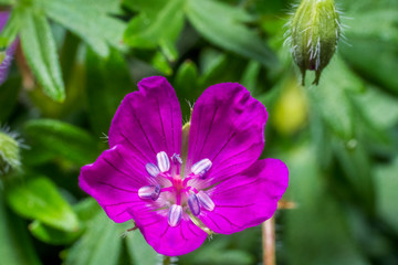 Nature