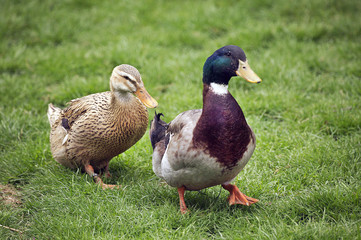 CANARD DE ROUEN