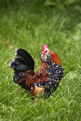 BARBU D'UCCLE MILLE FLEURS