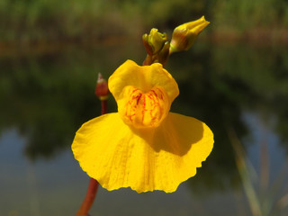  Southern bladderwort (Utricularia australis) carnivorous plant, insect eating plant aquatic...